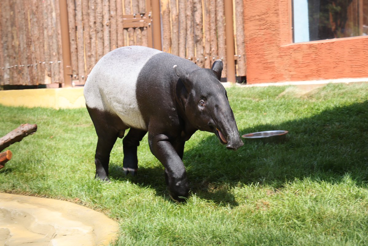 sea_Dalian's tweet photo. On July 29, a Malayan tapir, often dubbed a national treasure of Malaysia, made its public debut at the Dalian Forest Zoo, marking the species' first appearance in Northeast China. #iDalian #zoo #tapir #Malaysia https://t.co/kYJjrkRqaY