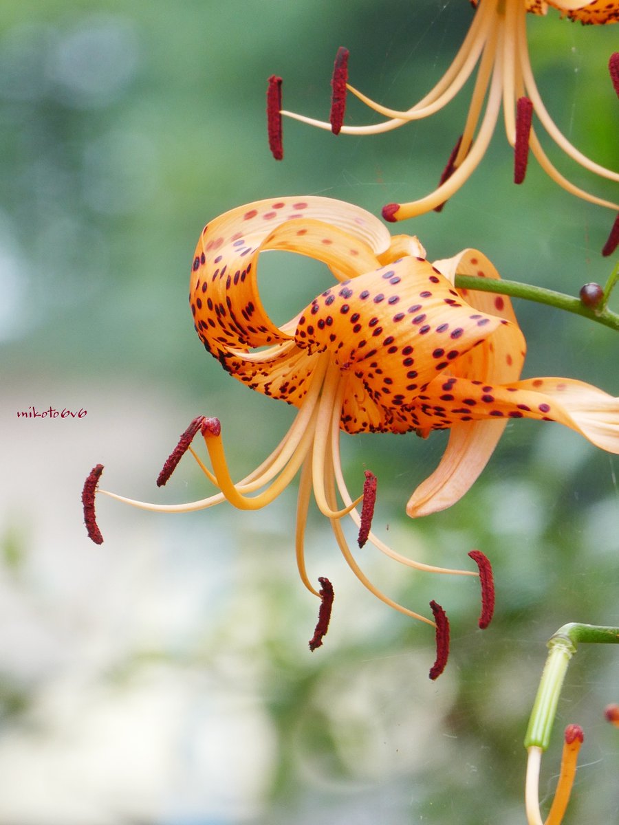 夏色のユリの花 🌞 鬼百合 (オニユリ) 👹 タイガーリリー 🐯 📷 LUMIX TZ99