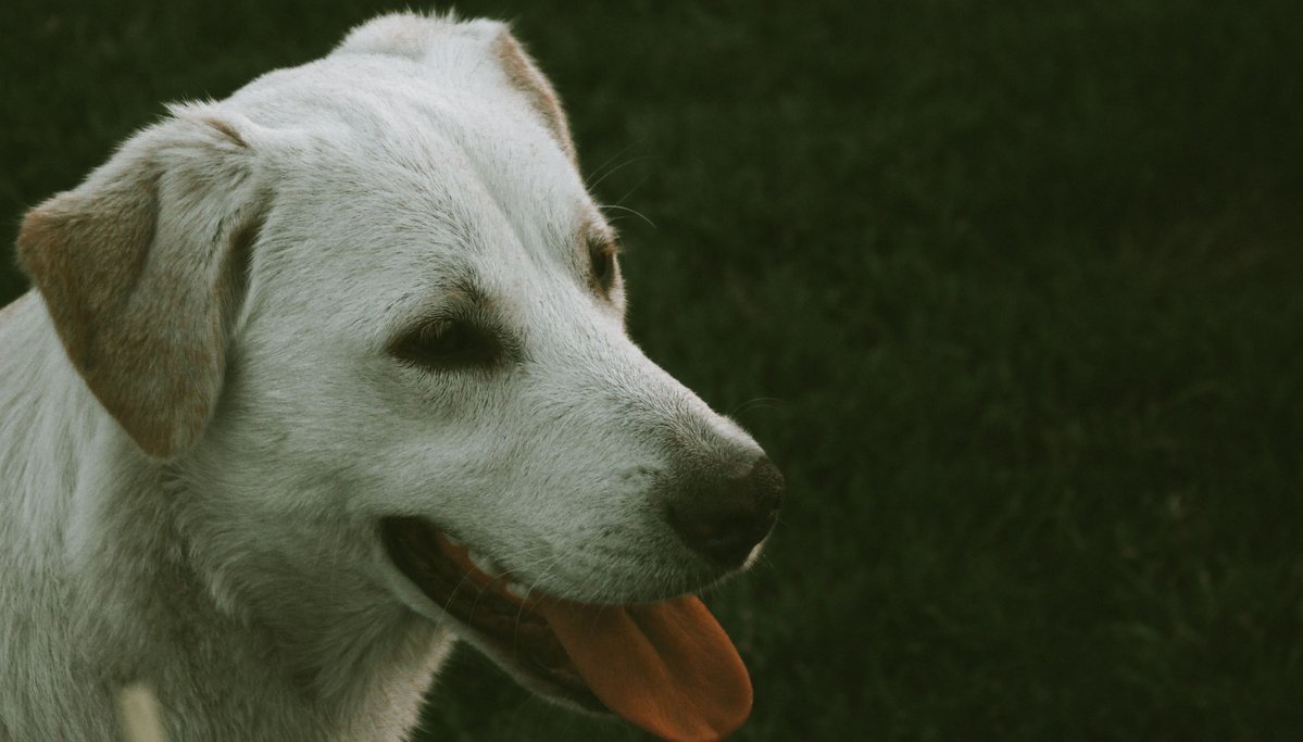 antoocudevazz's tweet photo. Spent some time outdoors with my pup. Simple moments that make me smile. https://t.co/Lm96dooAUU