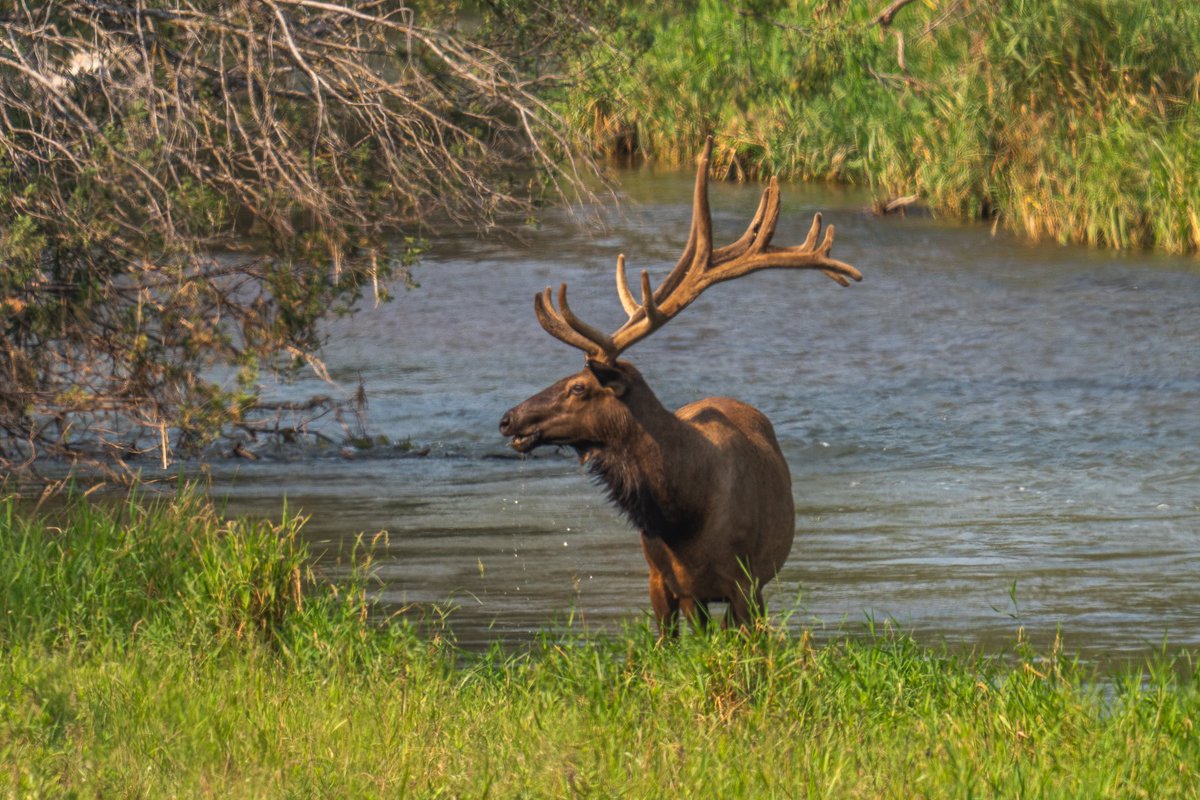 LeonKauffman's tweet photo. A bull elk over at the CSKT Bison Range https://t.co/J4n5dXquT1