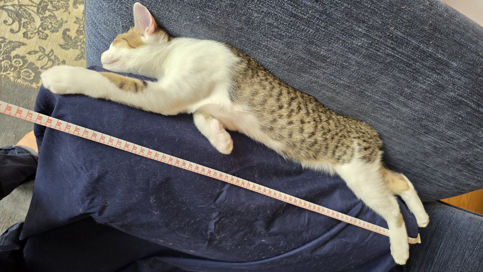 ねこがいる。こねこもいる。 on X: 