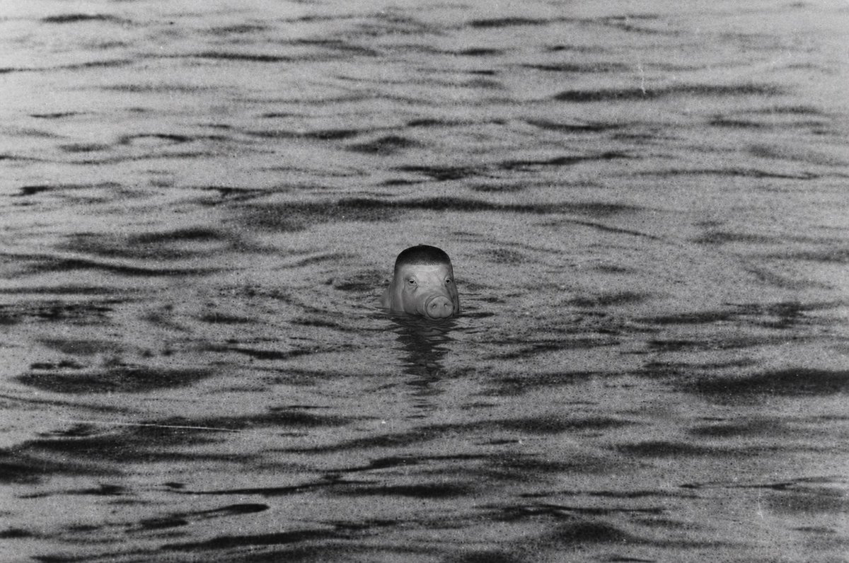 HowlingHawg's tweet photo. The Loch Ness Wigger Pig https://t.co/UcVUNqmR2e