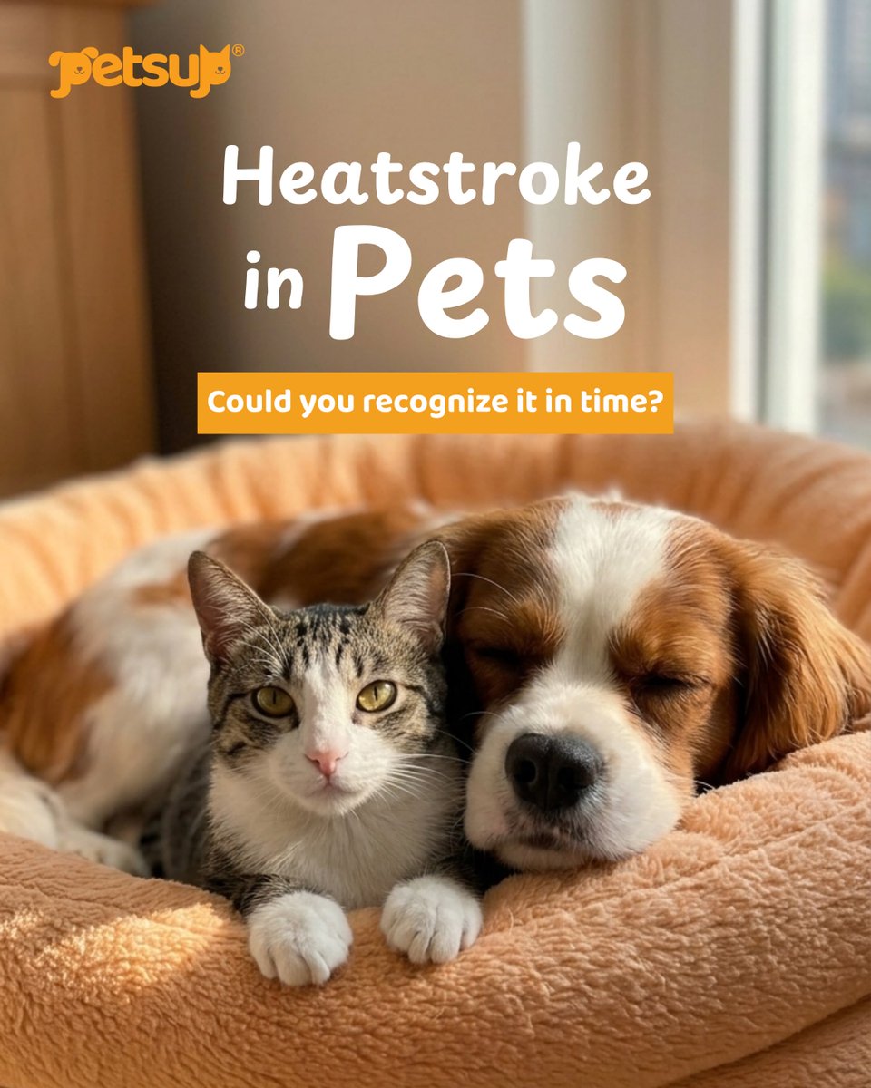 petsup_ph's tweet photo. Add more nutrition, add more excitement! 

Boost your furbaby’s mealtimes with the triple-layer nutrition of Petsup® Nutrios. 🐾

✔ Gently freeze-dried
✔ Made with real ingredients
✔ For both cats &amp; dogs

A trio of nutrition in every cube! 🧡… https://t.co/4ZpvD25Vva