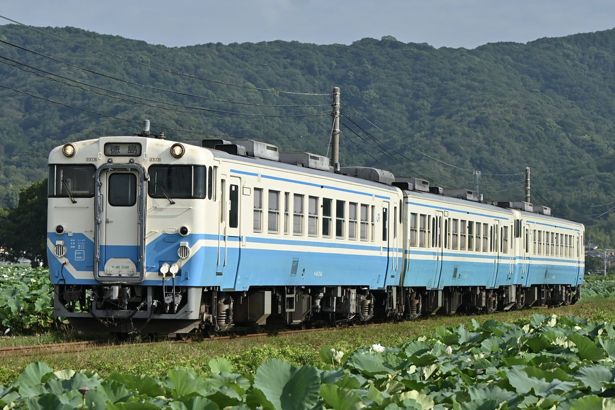 berusasu428's tweet photo. 7/30  955D
キハ40-2144+キハ47-174+キハ40-2142?

所々、ハスの花が残っていました🪷 https://t.co/1VyzOgJEe9