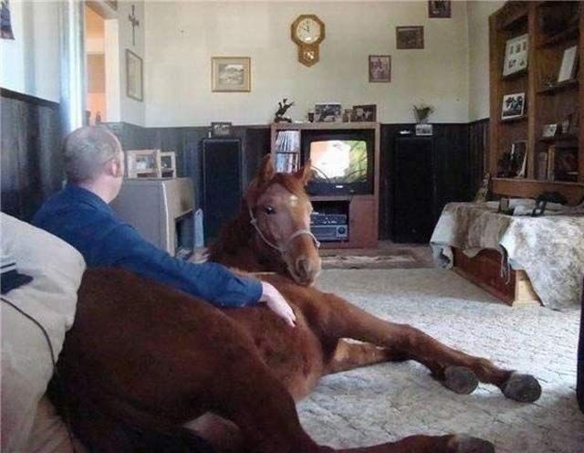 equine__dentist's tweet photo. new roommate’s kinda growing on me https://t.co/WMa1MqJyqm