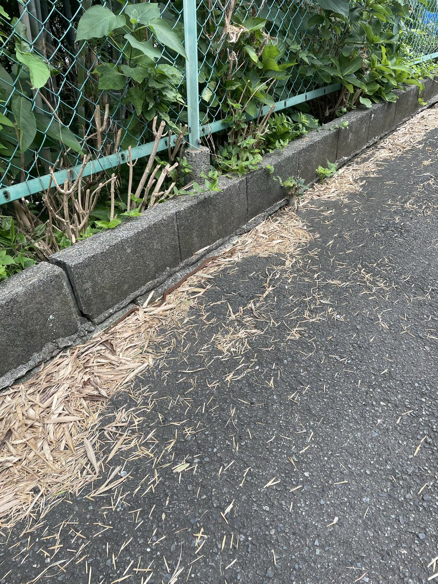 J0QVMk9Dim79366's tweet photo. また蛇に出合っちゃいました
色合い的にツチノコかと思いました https://t.co/u3FfIpvWJN