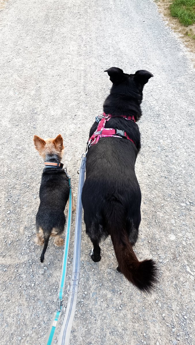 DanyBaumarkt's tweet photo. Morgens halb sieben in Deutschland
#BettyundBenny #Gassigehen #Hunde https://t.co/b0ZNgt3Lgo