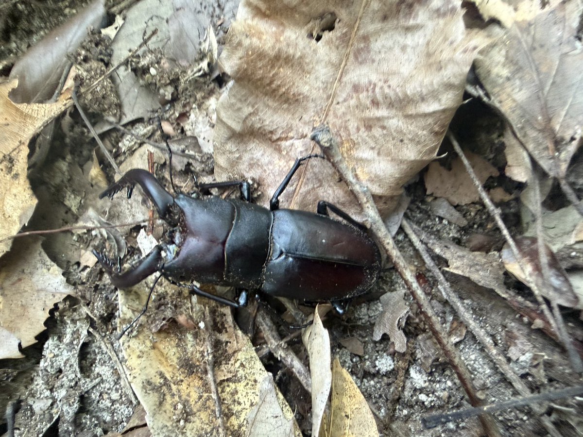 Kap_kobe's tweet photo. こんにちは！ワイルドチームです🐞

今回は真夏の調査にフォーカスを当てています🌞

カブトムシやクワガタ、セミなど夏らしい昆虫が増えてきて楽しい限りです！
調査の詳細は↓のブログから確認できますので興味ある方は確認してみてください🔍

https://t.co/thSFigTftQ https://t.co/fHs2cEoS4x