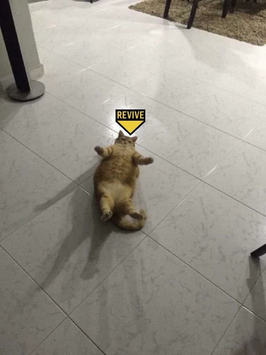gatinarios's tweet photo. https://t.co/6HZ99k8x1W