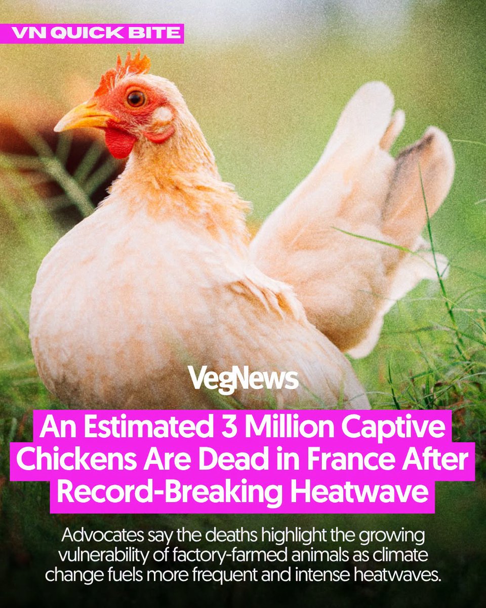 VegNews's tweet photo. Sadder still: chickens on factory farms suffer even without climate-change-induced heatwaves 😭😭
https://t.co/IcIeclMnRw https://t.co/rV5dOya4mC