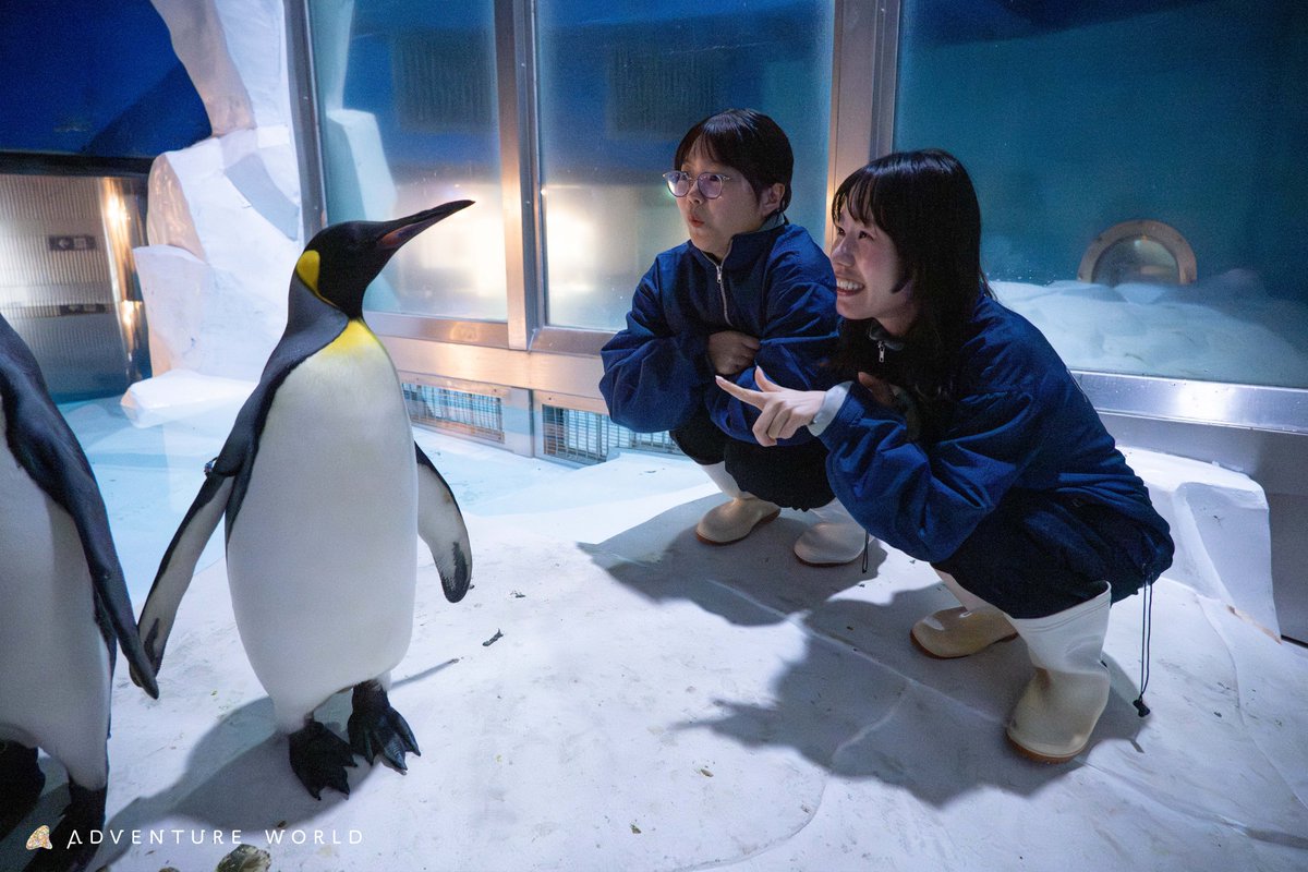 aws_official's tweet photo. ＼本日(7/30) 17時よりチケット発売開始！／
オウサマペンギンやジェンツーペンギンが暮らす世界へ🐧❄️
「極地探検ツアー ～penguin nice to meet yotour～」
8/1(土)〜8/23(日) 期間限定で開催！

「nice to meet you」のあいさつと「tour」を掛け合わせたツアー名には、生き生きと暮らすペンギンたちと「はじめまして」の出会いを楽しんでいただきたいという想いを込めています🐧

探検隊の一員となり、ペンギンたちのすぐそばまで接近！
目の前を歩く愛らしい姿や息遣いを体感しよう✨

ペンギンたちと一緒に特別な写真を撮れる撮影タイムも📸
ただ楽しいだけじゃない、忘れられない夏の思い出を作りませんか？