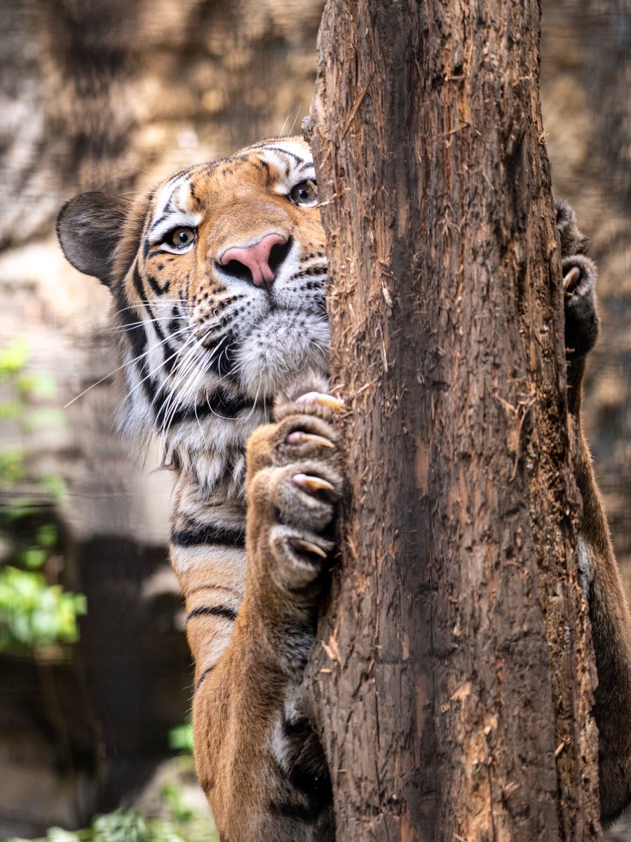 jinsei_nyannyan's tweet photo. 本日のフタバ🐯🌱
ちょむみを感じる https://t.co/Zi6g3jq7n6