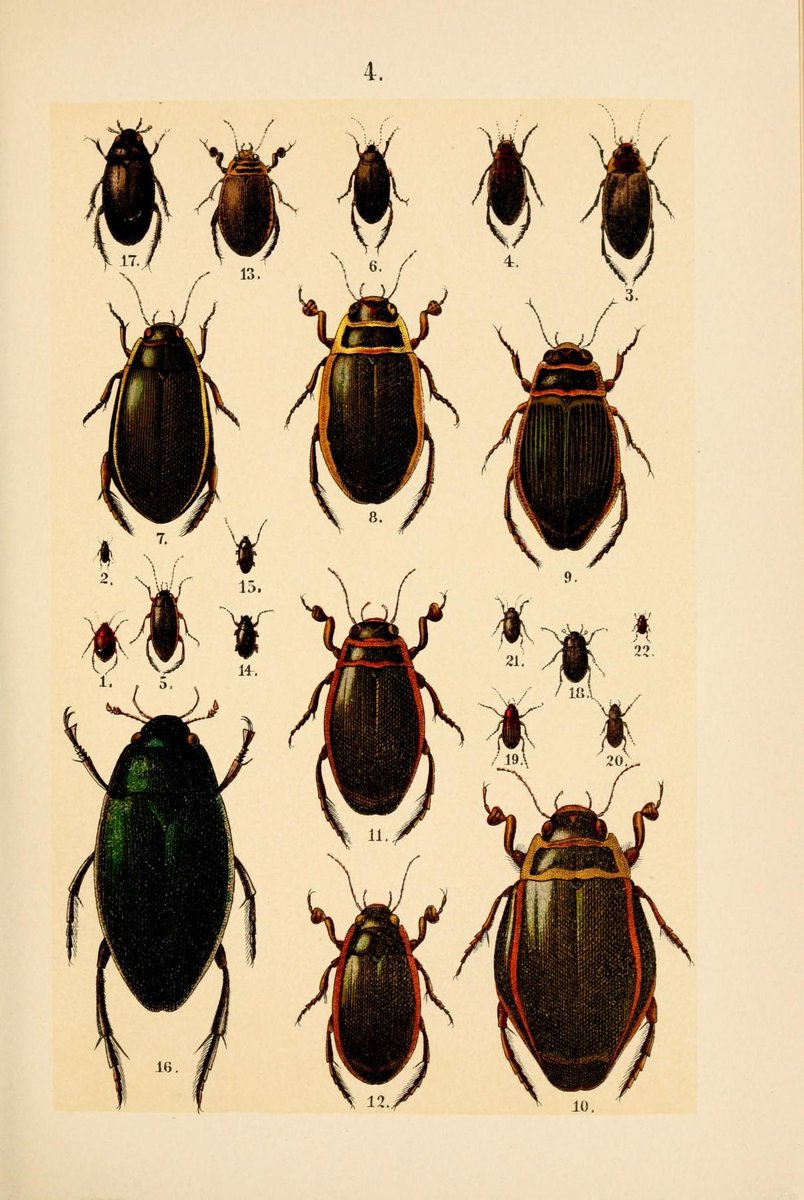 CRCiencia's tweet photo. ILUSTRACIENCIA
Escarabajos
📚 The young beetle-collector's handbook, London, S. Sonnenschein &amp; Co., 1908
#Insectos #IlustraCiencia https://t.co/a0Z9s4WNxS