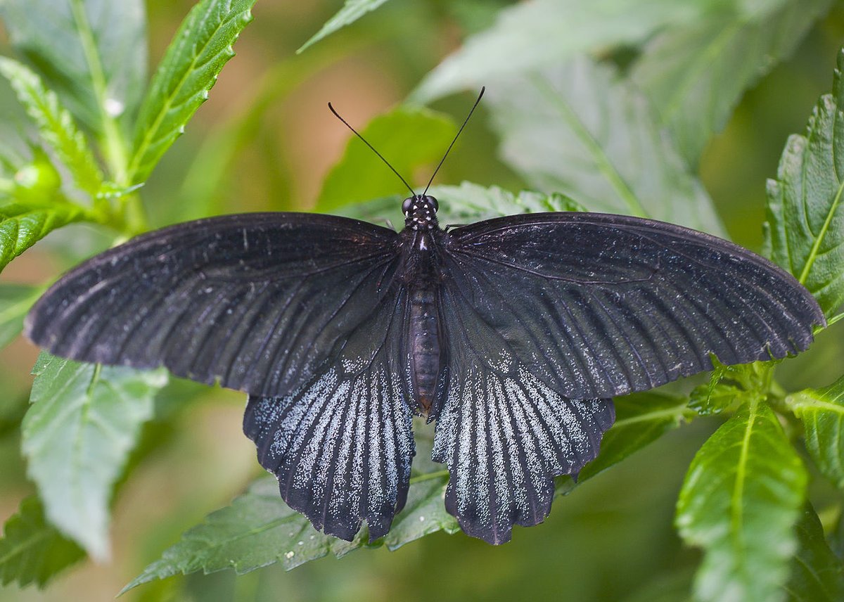 CRCiencia's tweet photo. MARIPOSAS
Mariposa gran mormón (Papilio memnon) Sur Asia
#Insectos https://t.co/tF2vmTMR1k