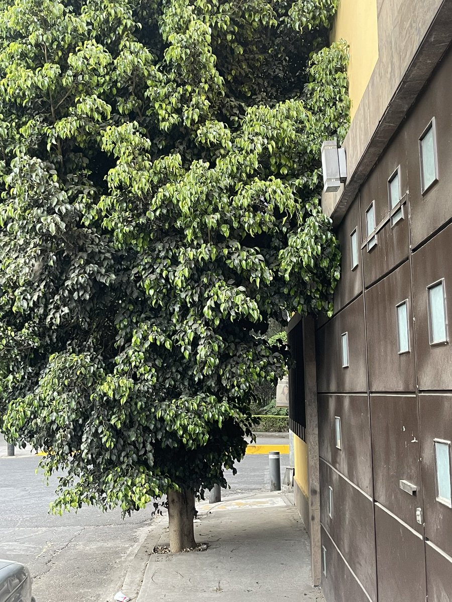pollo_melo's tweet photo. @BJAlcaldia Como este que llevo reportando hace más de 6 meses?? 
No está en riesgo de caerse pero si puede ocacionar un accidente porque los peatones se tienen que bajar de la banqueta para cruzar la calle, unión postal esquina Andalucía https://t.co/m1GQFjln6Z