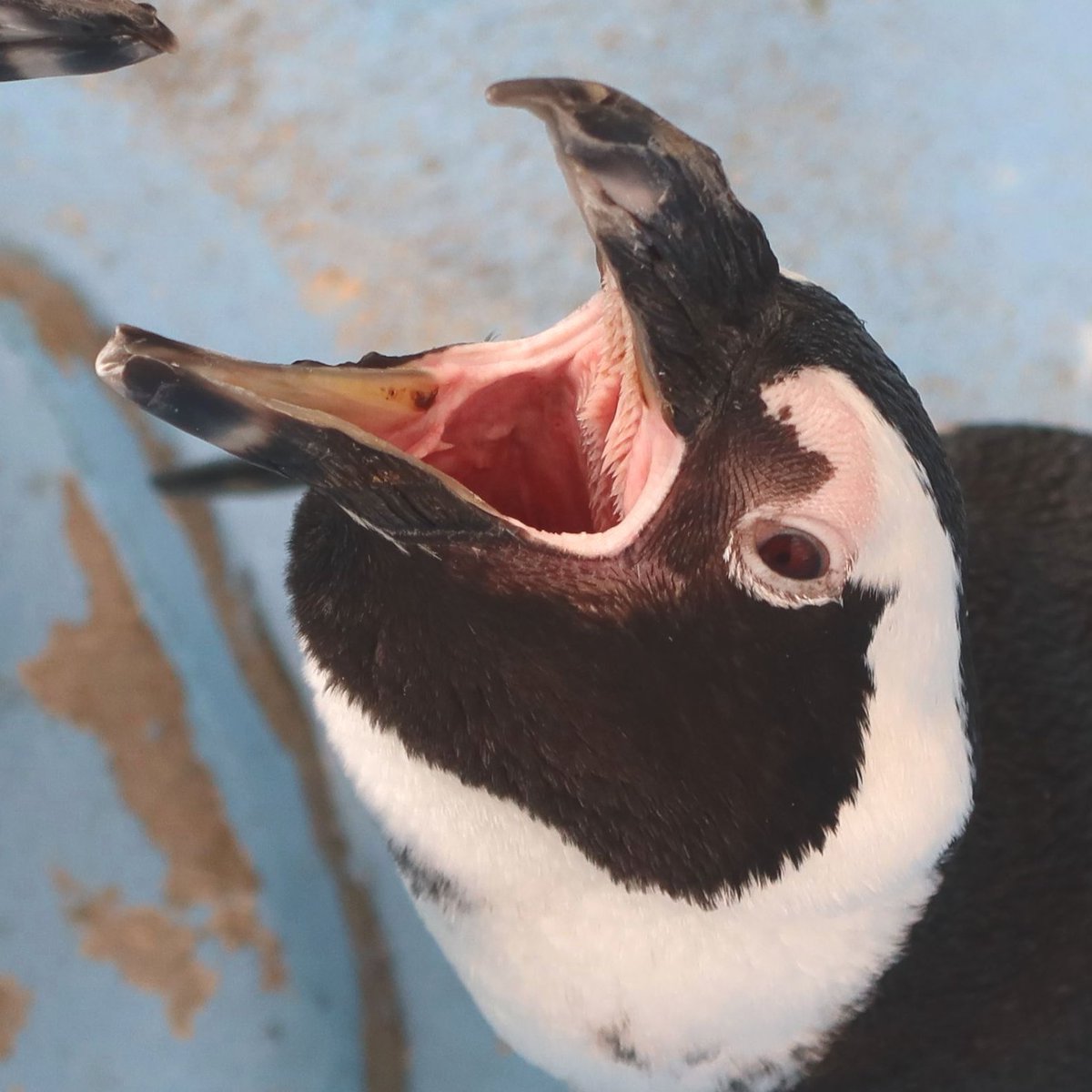 matsuevogelpark's tweet photo. 可愛いペンギンのちょっと怖い口の中。
くちばしの先は鉤状、縁はナイフのように鋭く、口の中には返しのトゲトゲ。
魚をしっかり捕まえるための仕組みです。

#ケープペンギン https://t.co/r16zDMVxho