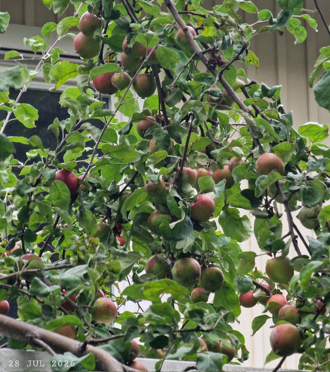 IDadzkov's tweet photo. Apples.
#nature #TreeFruits #appletree #apples #ripening #TreeFruitsPhoto https://t.co/NbYLGlB23M