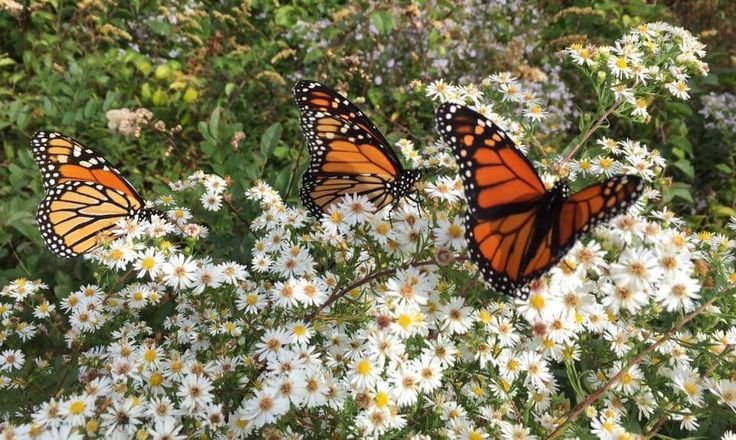 voragine_tarot's tweet photo. PARTE 3 de señales espirituales: animales y bichitos! ✨

Sabías que las mariposas como mensajeras energéticas simbolizan y anuncian transformación?🦋

Si pedis una señal y aparece una mariposita, o si la ves en un momento importante de tu vida es básicamente una invitación para vos, para soltar el pasado y abrazar una nueva versión tuya!

Si se te acerca o si se te posa eso se interpreta como un mensaje de parte de tus guías a modo de renovación, alegría y nuevos comienzos en tu vida, más que nada cuando DECIDÍS tomarlo como tal

Al mismo tiempo, ellas en distintas creencias simbolizan el alma, la esperanza y la conexión con el mundo espiritual también. Visitas desde otros planos de seres queridos 🥹

Cuenten sus anécdotas si quieren! En las partes anteriores me han contado cosas muy bonitas y me encanta leerlas