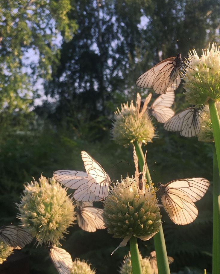 voragine_tarot's tweet photo. PARTE 3 de señales espirituales: animales y bichitos! ✨

Sabías que las mariposas como mensajeras energéticas simbolizan y anuncian transformación?🦋

Si pedis una señal y aparece una mariposita, o si la ves en un momento importante de tu vida es básicamente una invitación para vos, para soltar el pasado y abrazar una nueva versión tuya!

Si se te acerca o si se te posa eso se interpreta como un mensaje de parte de tus guías a modo de renovación, alegría y nuevos comienzos en tu vida, más que nada cuando DECIDÍS tomarlo como tal

Al mismo tiempo, ellas en distintas creencias simbolizan el alma, la esperanza y la conexión con el mundo espiritual también. Visitas desde otros planos de seres queridos 🥹

Cuenten sus anécdotas si quieren! En las partes anteriores me han contado cosas muy bonitas y me encanta leerlas