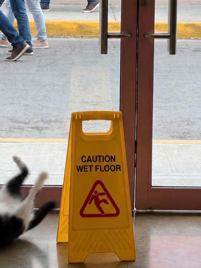 BestOfMeow's tweet photo. Noooooooooooooooooo https://t.co/y2dVOOEW74