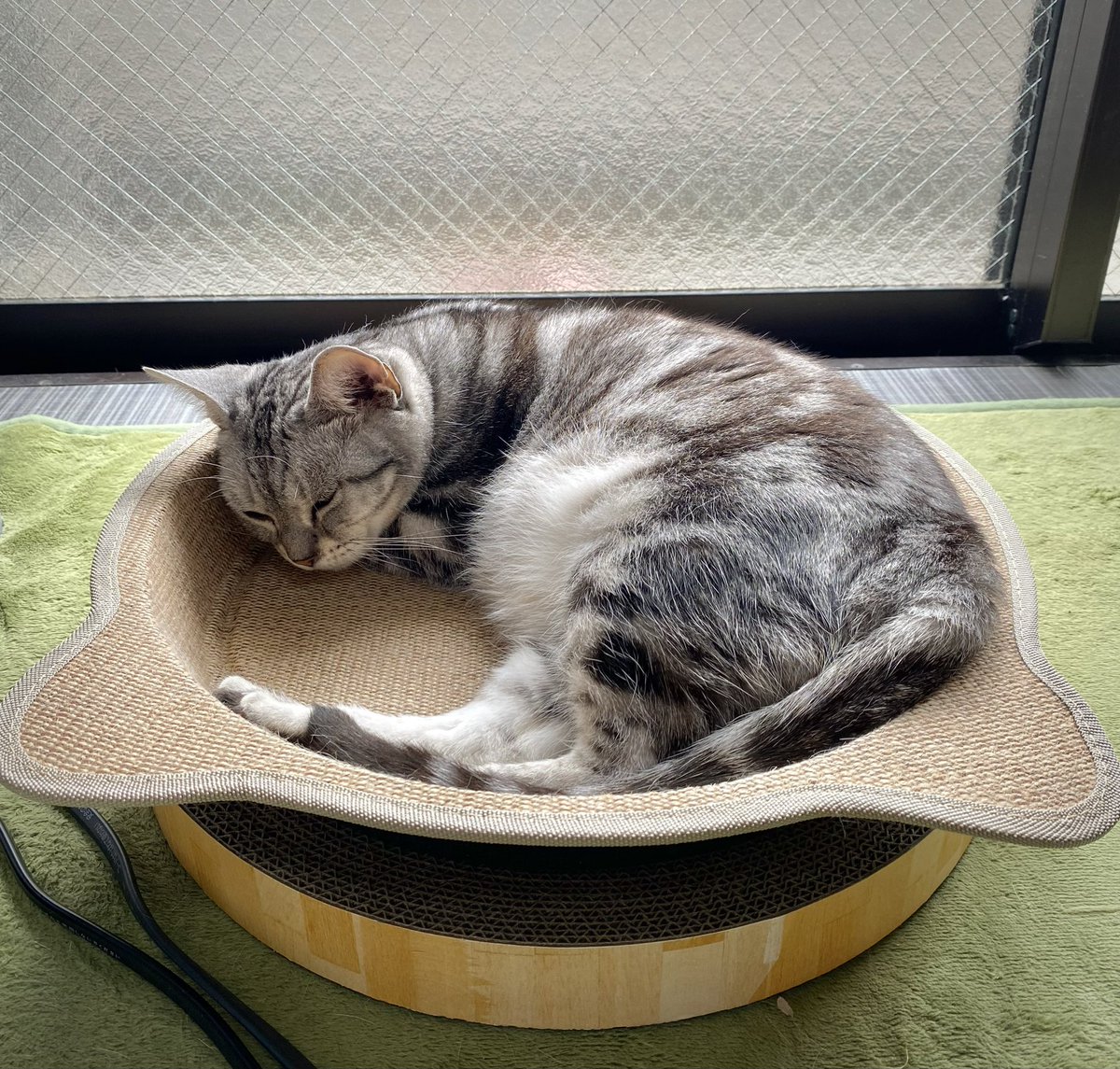 nilyum0123's tweet photo. 新しい爪とぎも悪くにゃい😼
#猫のいる暮らし #ねこのいる生活 #Lifewithacat #Americanshorthair #アメショ #アメリカンショートヘア https://t.co/BoOOODujrX