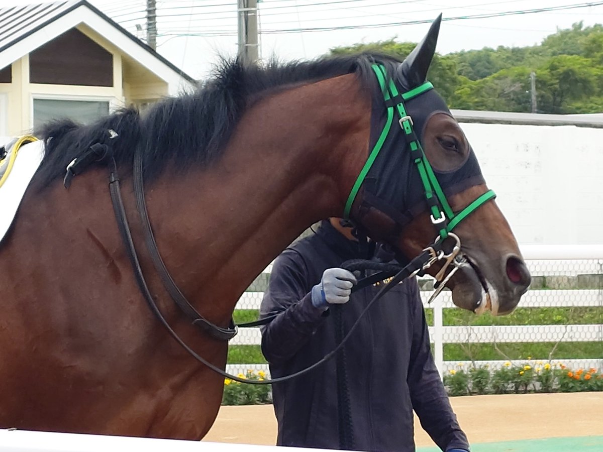 LiRA_GrNc's tweet photo. #アクタール
#リアルダビスタ
#ホッカイドウ競馬 https://t.co/TxSfi9fU40