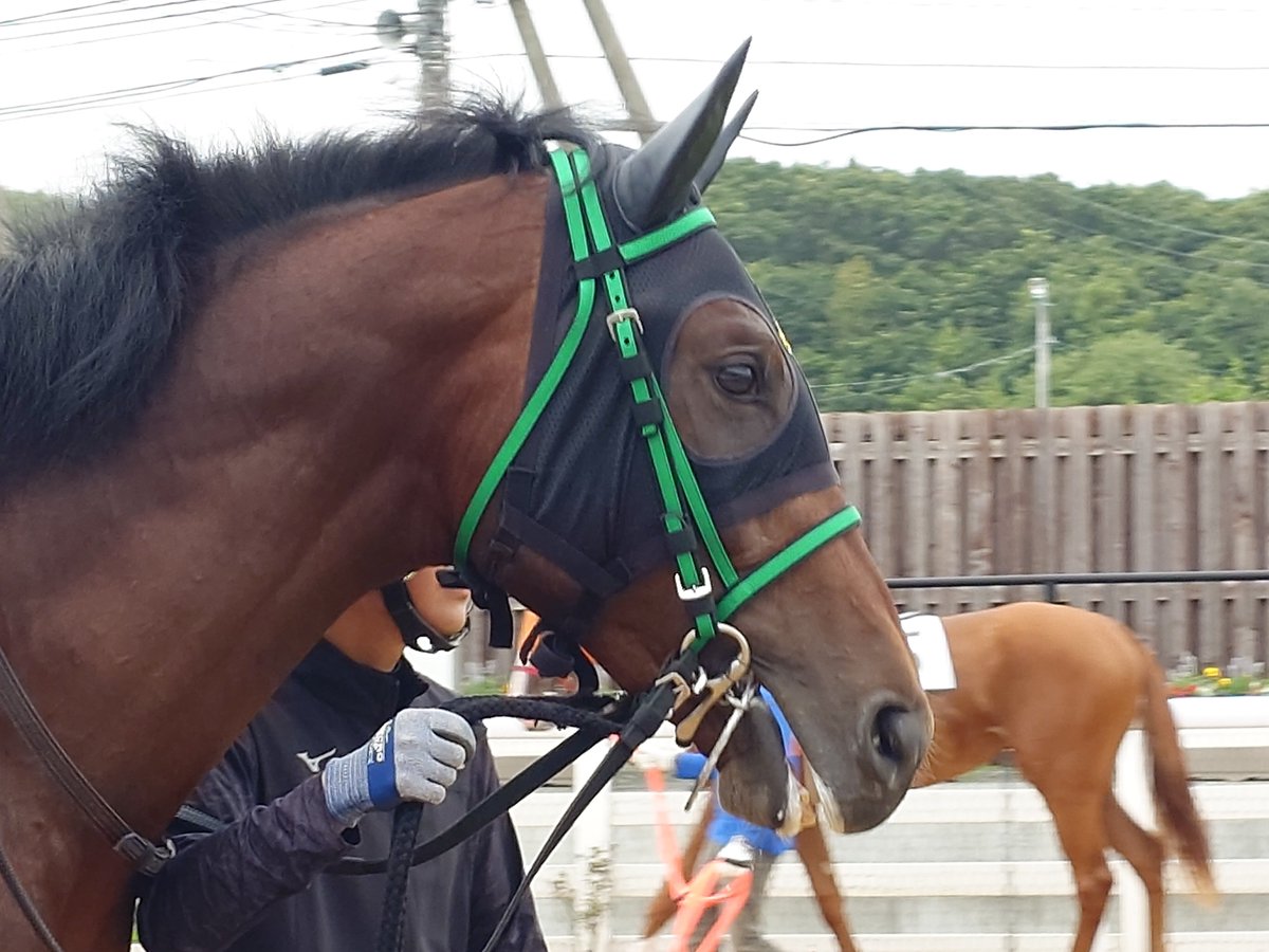 LiRA_GrNc's tweet photo. #アクタール
#リアルダビスタ
#ホッカイドウ競馬 https://t.co/TxSfi9fU40