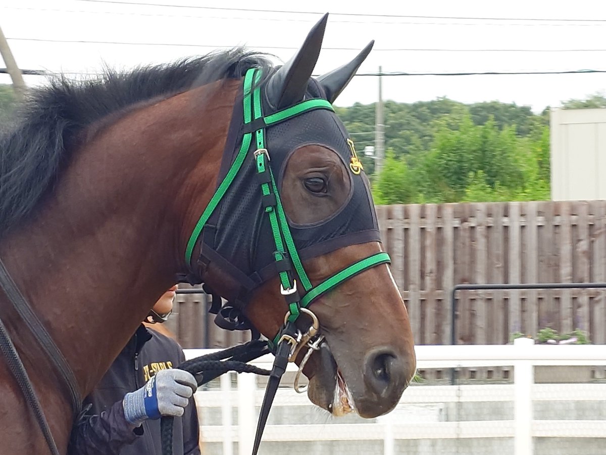 LiRA_GrNc's tweet photo. #アクタール
#リアルダビスタ
#ホッカイドウ競馬 https://t.co/TxSfi9fU40
