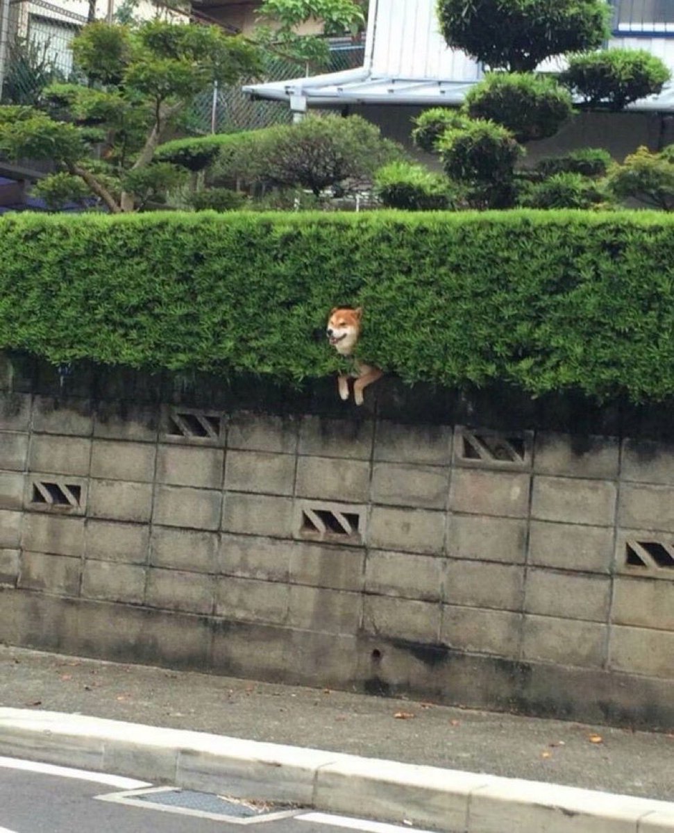 otasuke_1234's tweet photo. 助けてあげた方がいいかな？ https://t.co/0eFoBxtgAp