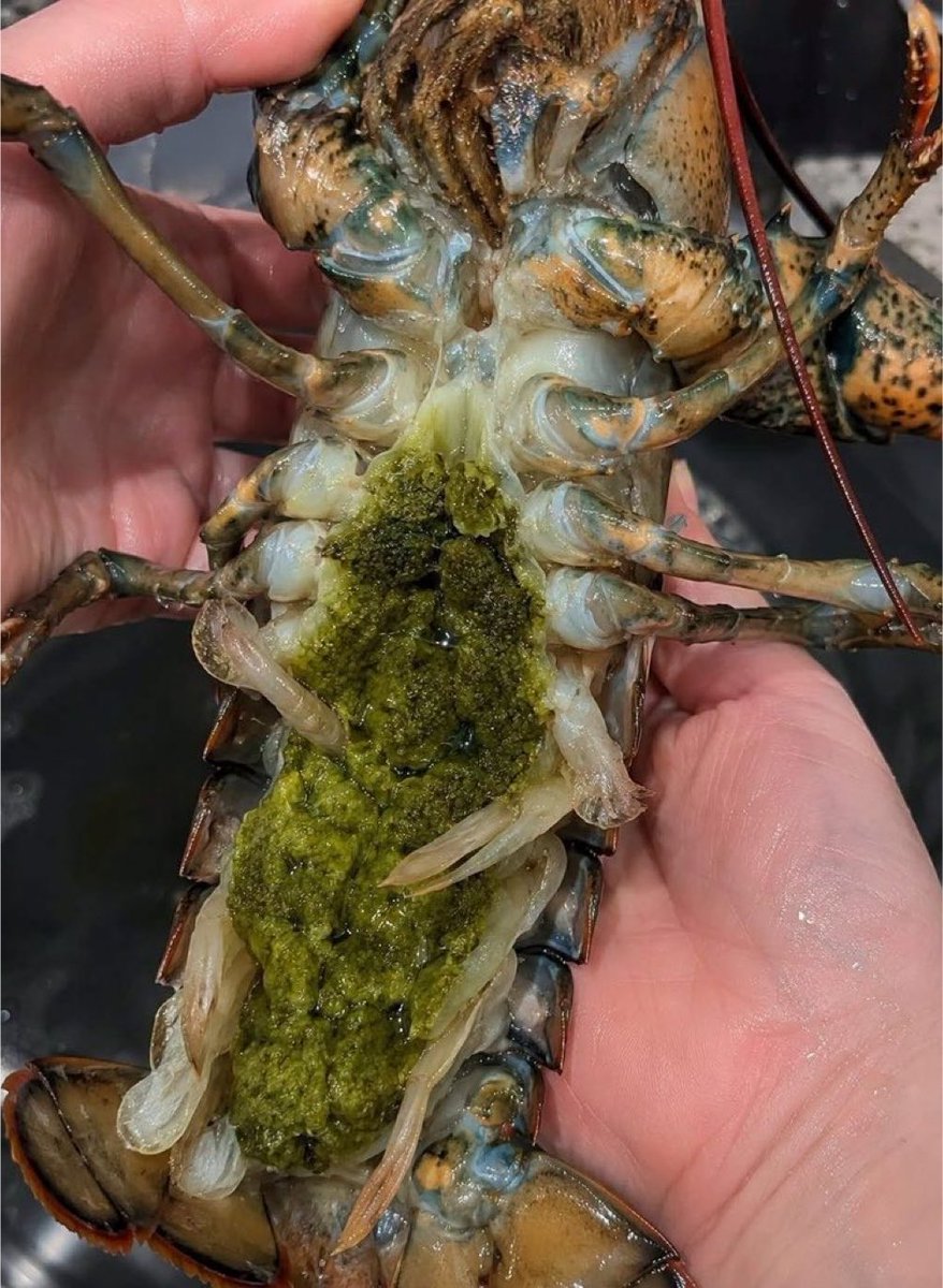 drkeithsiau's tweet photo. According to @grok, the green stuff on this lobster is the hepatopancreas, hence the bile-like colour. Chefs and food connoisseurs call this tomalley. Now that you know, would you still eat it? https://t.co/cgAZNYUYnS