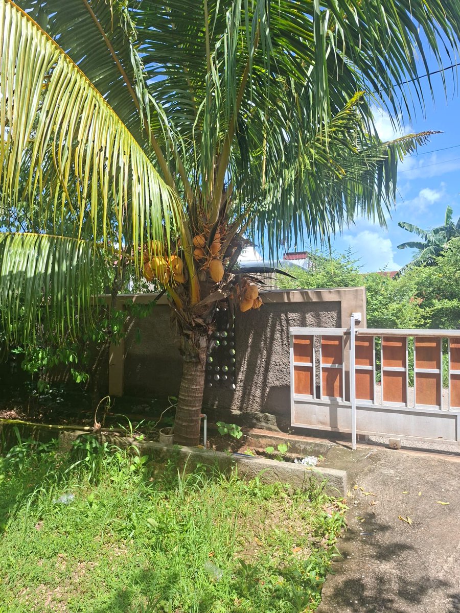 mijla3's tweet photo. Bali Coconut #coconut #bali #li2ba https://t.co/4ozr6a4dl3