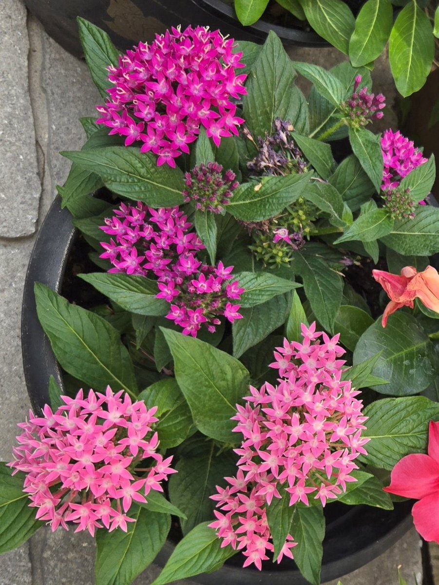 neeru0612's tweet photo. "Pink isn't just a color, it's an attitude!"
#Pentas https://t.co/1hFAqMRdk5