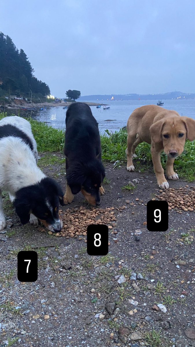 Cassata20's tweet photo. Nueve perros abandonados en caleta Lenga en un par de semanas. ¡NUEVE!
No hay respiro, no hay descanso, no hay feriados. El abandono no para y esto hace que deje de concentrar las camas en@los recatados.
Los abandonan en la peor época del año y dinde pega más duro el invierno. https://t.co/D4qIZzs8r6