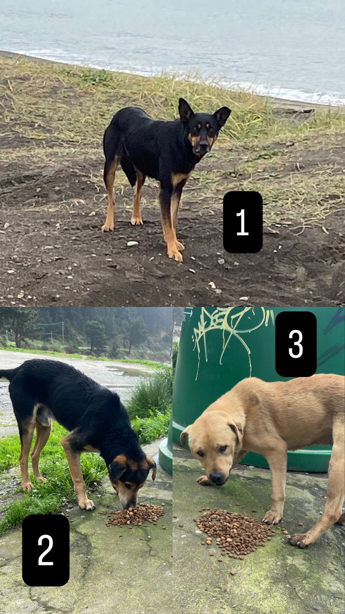 Cassata20's tweet photo. Nueve perros abandonados en caleta Lenga en un par de semanas. ¡NUEVE!
No hay respiro, no hay descanso, no hay feriados. El abandono no para y esto hace que deje de concentrar las camas en@los recatados.
Los abandonan en la peor época del año y dinde pega más duro el invierno. https://t.co/D4qIZzs8r6