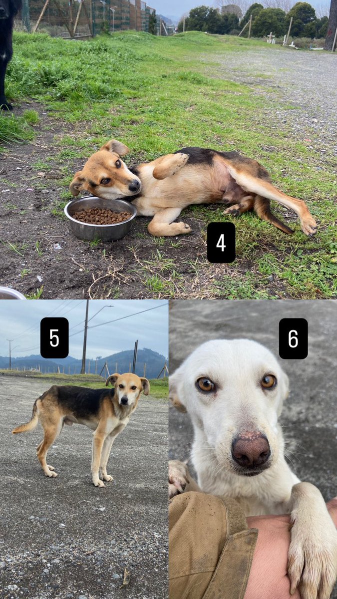 Cassata20's tweet photo. Nueve perros abandonados en caleta Lenga en un par de semanas. ¡NUEVE!
No hay respiro, no hay descanso, no hay feriados. El abandono no para y esto hace que deje de concentrar las camas en@los recatados.
Los abandonan en la peor época del año y dinde pega más duro el invierno. https://t.co/D4qIZzs8r6