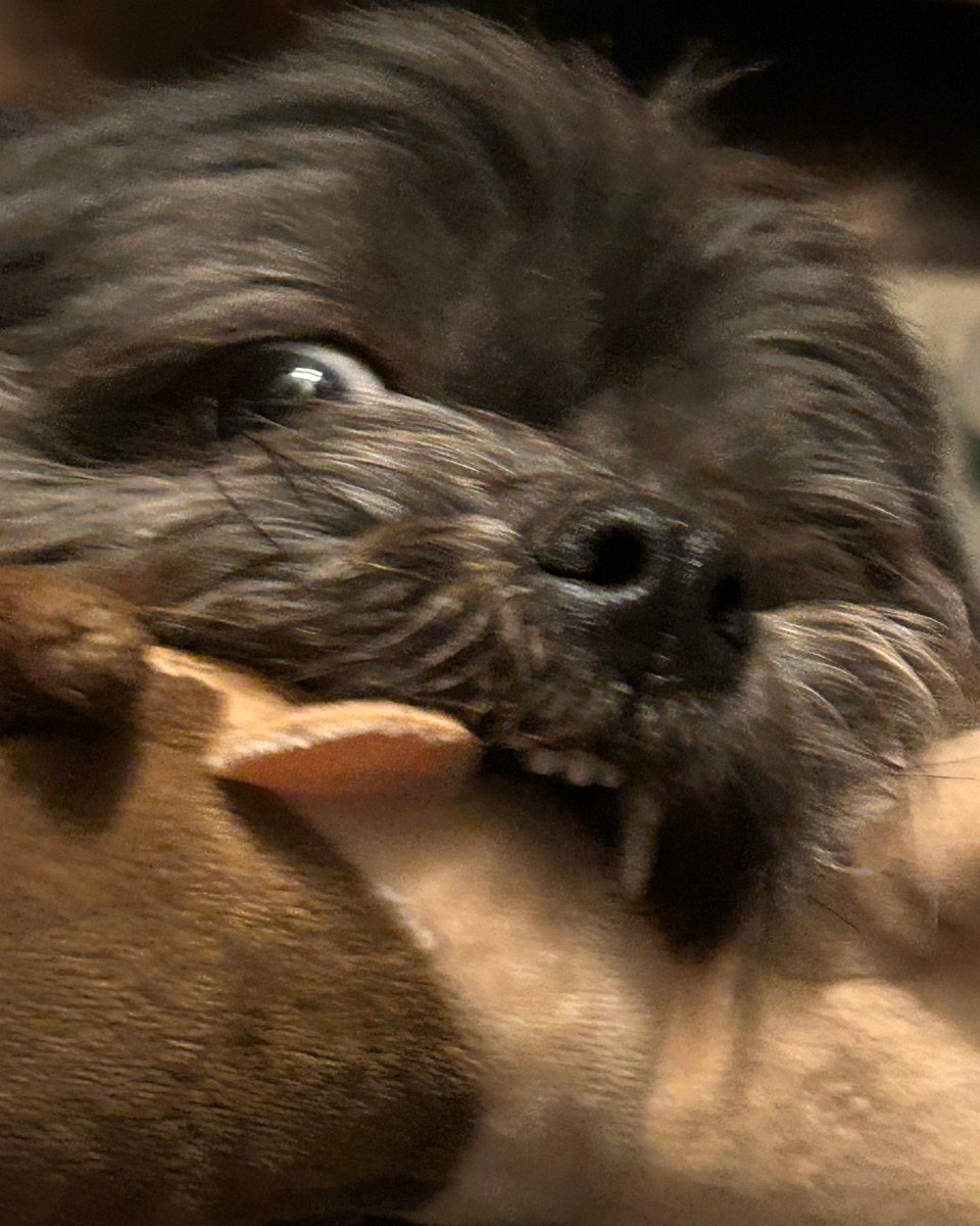 onlyfloofs's tweet photo. What a ferocious beast! #onlyfloofs #DogsOfX https://t.co/pyEk4itE5M