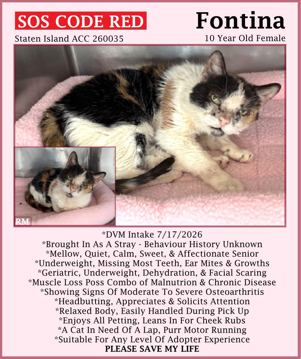 sachikoko's tweet photo. 🆘CODE RED🆘MEDICAL PRIORITY🆘SENIOR ALERT🙏🏾PLZ SHARE🆘
🙏🏾PLZ #PLEDGE 2 SAVE MY LIFE
💘Sweet 10YO #Senior #Calico Kitty "FONTINA"💘
😿💔Stray, Has Multiple Health Issues
🚨Needs #Adoption #Rescue #Foster🚨
⏩260035 https://t.co/wVw7Y7ggUe
🙏🏽#AdoptDontShop
#StatenIsland  #NYCACC https://t.co/pnoaQYpYJ8