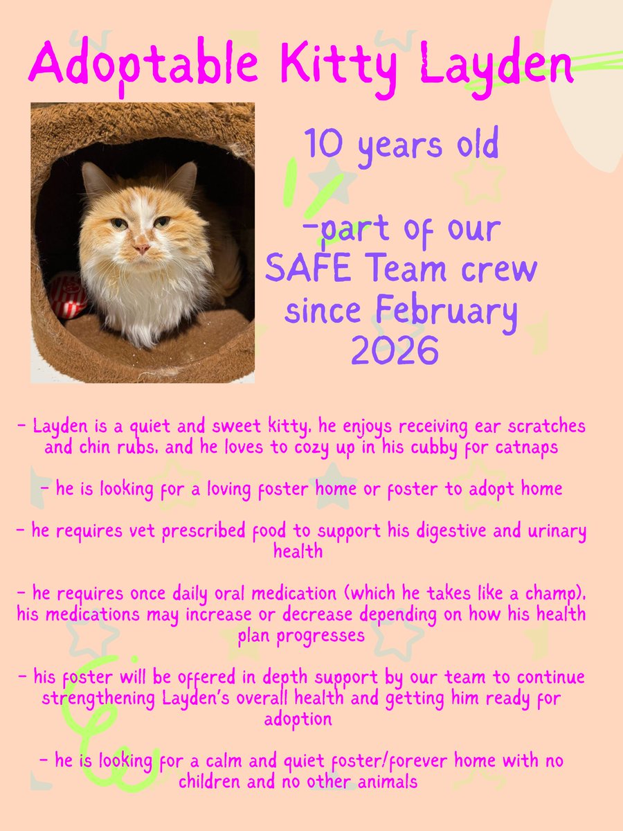 SAFEteamrescue's tweet photo. Hi Everyone!  It’s me Layden!  Did you see my post from a few days ago?  I am such a sweet boy and I am looking for my very own foster/foster to adopt home!  Visit https://t.co/cNdqfAfFtm to apply to foster me 😺 Love Layden ❤️ https://t.co/xhtVAoVmhu