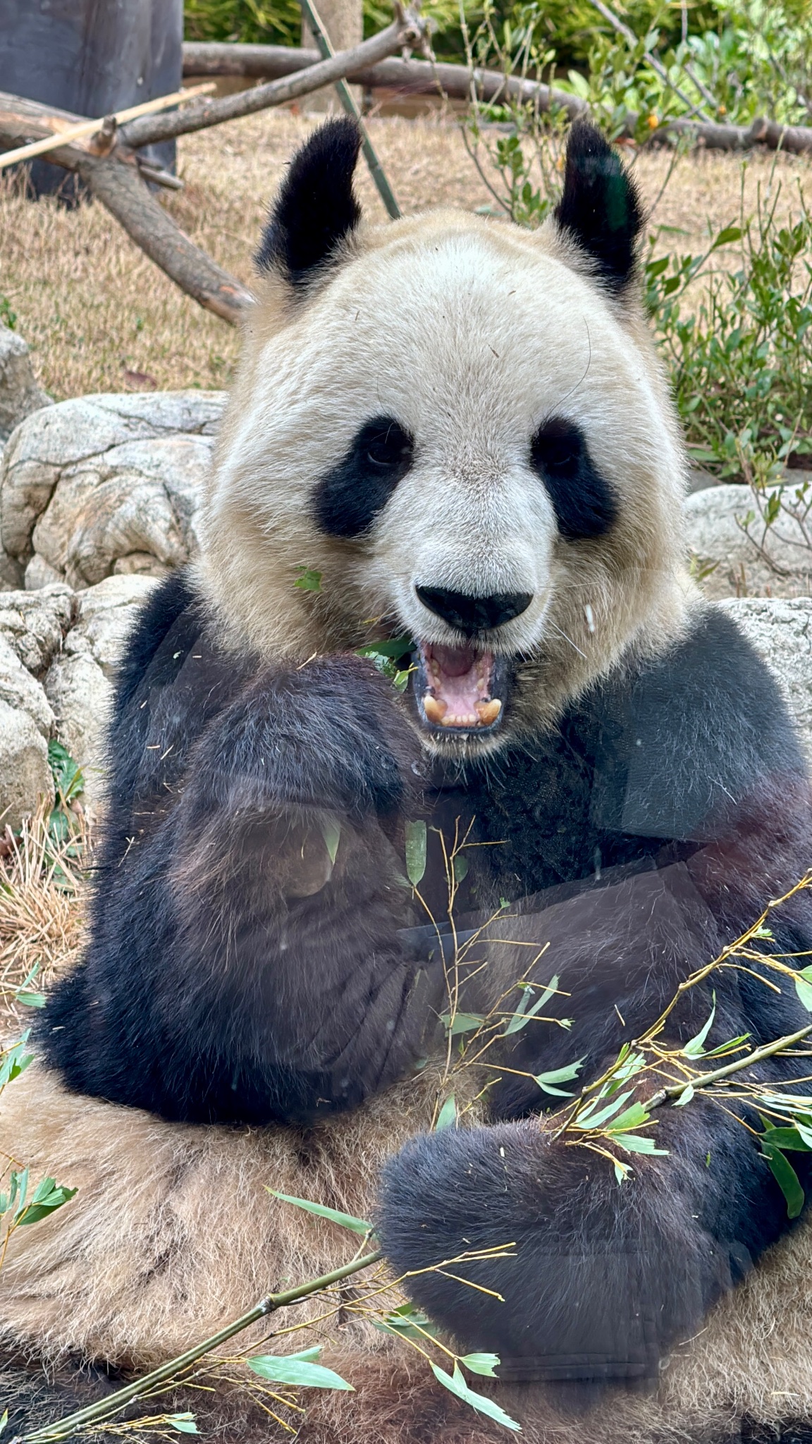 panda_xiang_xiang в X: „#上野動物園 #パンダ #シンシン 2024-01-03