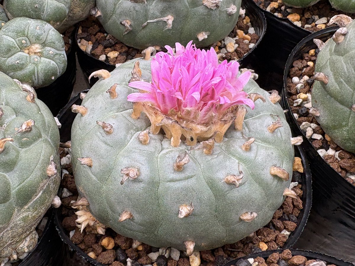 cactuspower3's tweet photo. モケモケ😄 https://t.co/pJkhR9mH1h