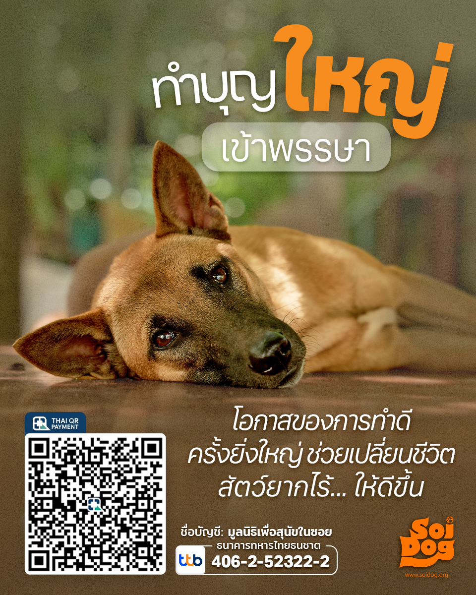 soidogthailand's tweet photo. ทำบุญวันเข้าพรรษา มอบความเมตตาให้หมาแมวยากไร้ สมทบทุนค่าอาหาร ยาและเครื่องมือแพทย์ สำหรับฟื้นฟูสมรรถภาพสุนัขและแมวจรจัดที่ป่วย บาดเจ็บและถูกทำร้าย 
มูลนิธิเพื่อสุนัขในซอย (Soi Dog Foundation)
เลขที่บัญชี 406-2-52322-2
ธ.ทหารไทยธนชาต
https://t.co/lCkMltcJKK
#ทำบุญ #เข้าพรรษา https://t.co/HLvnT68teB