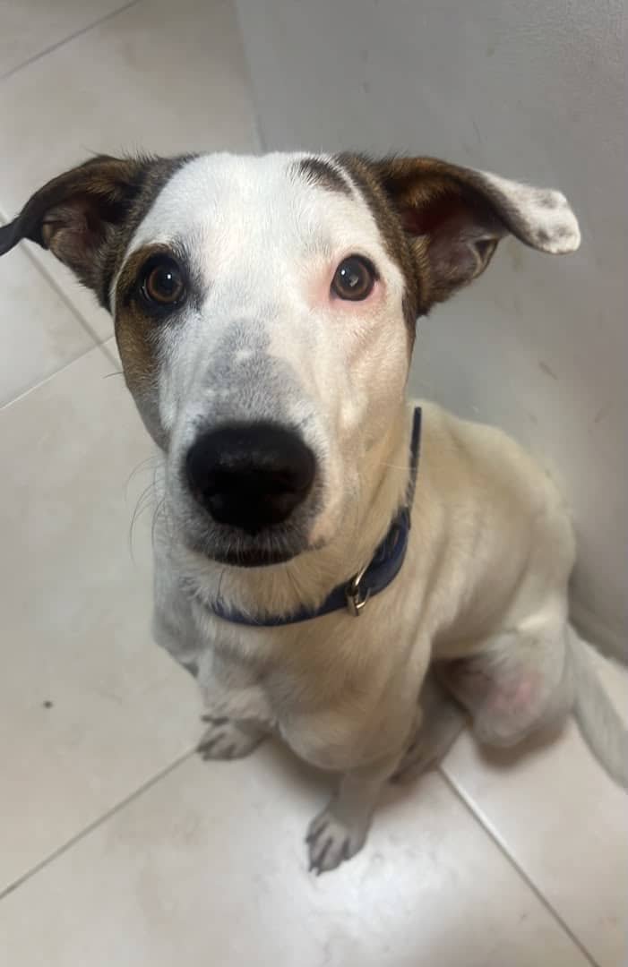 infinitoanimal2's tweet photo. Hola, me llamo Rocky y busco un hogar que me ame, valore y respete, ya fuí abandonado en la carretera vieja, Caracas - Guarenas. Tengo entre 6 y 9 meses. Sino puedes adoptarme difunde este mensaje 🩵
+58 424‑1299486 RT @PerroUsuario @Mary_Jar https://t.co/uvIKZkkA41