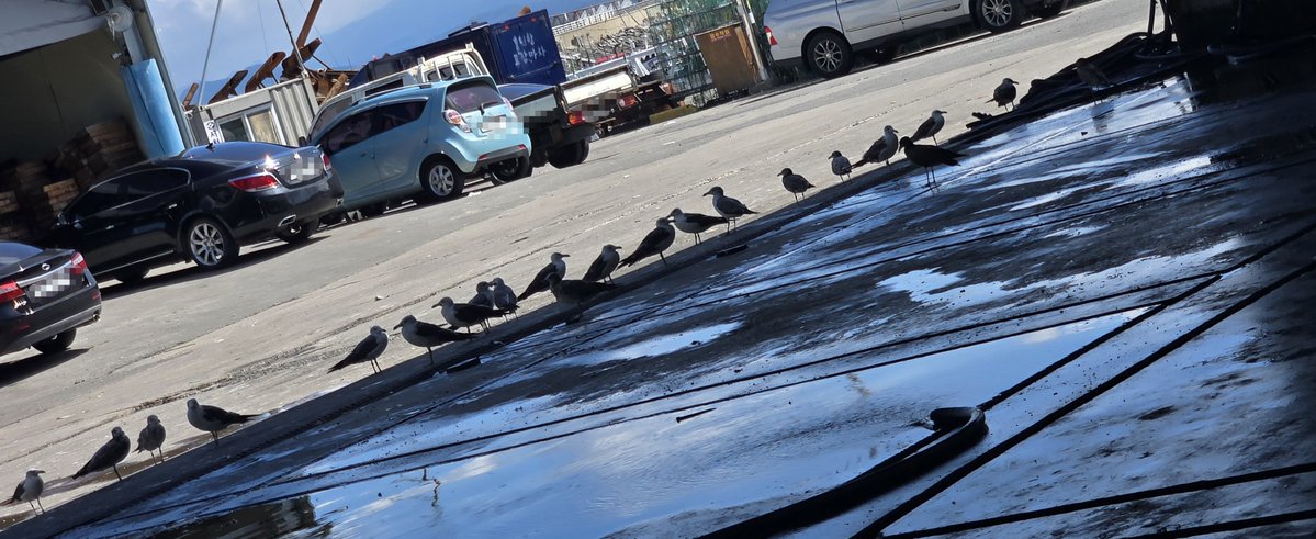 rian0192837465's tweet photo. ���마랑 항구에 머 사러왔는데 금어기래ㅋㄱㄱ ㄱㅋㄱㄱ사람이 없어ㅣ 더위피하는 갈매기 구경중 https://t.co/Z1vFg2hp2f