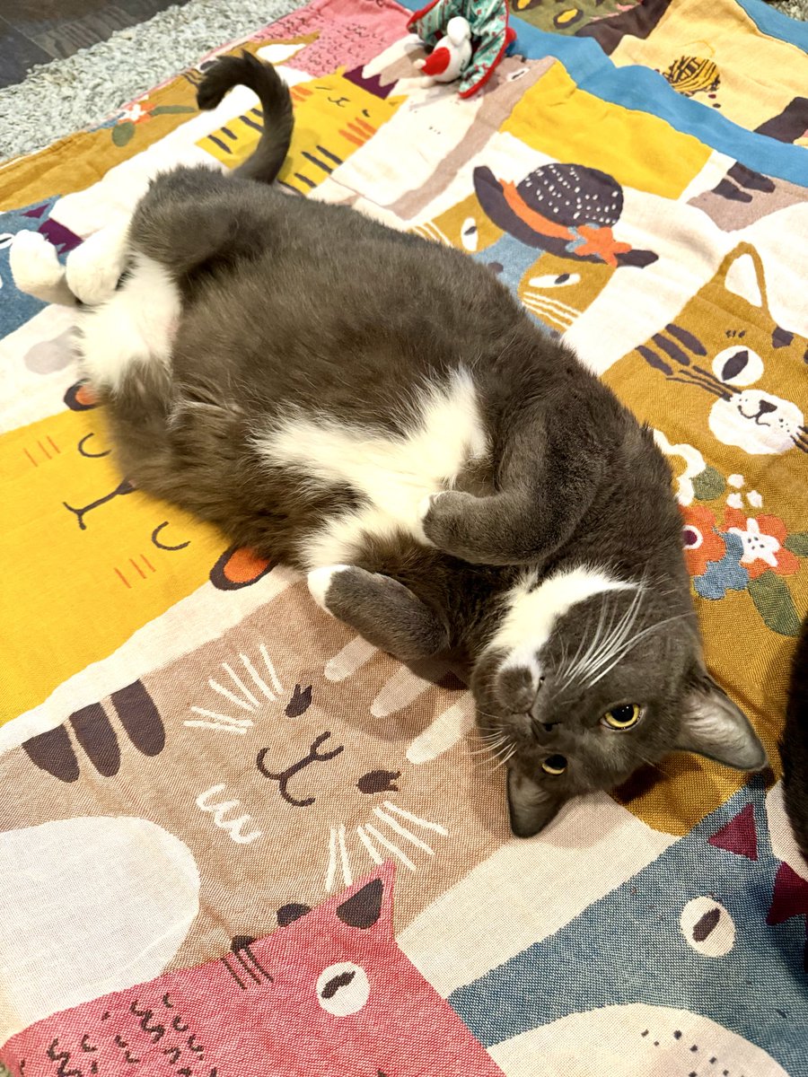 BarneyBigBoypic's tweet photo. $CAT flopped today, and so did Barney. But only one of them looked cute doing it 🐈‍⬛  

Barney’s research team is still searching for tickers worthy of sitting on 📈 

Until then, Barney will do what he does best: professional flopping https://t.co/TaWlswgTxV
