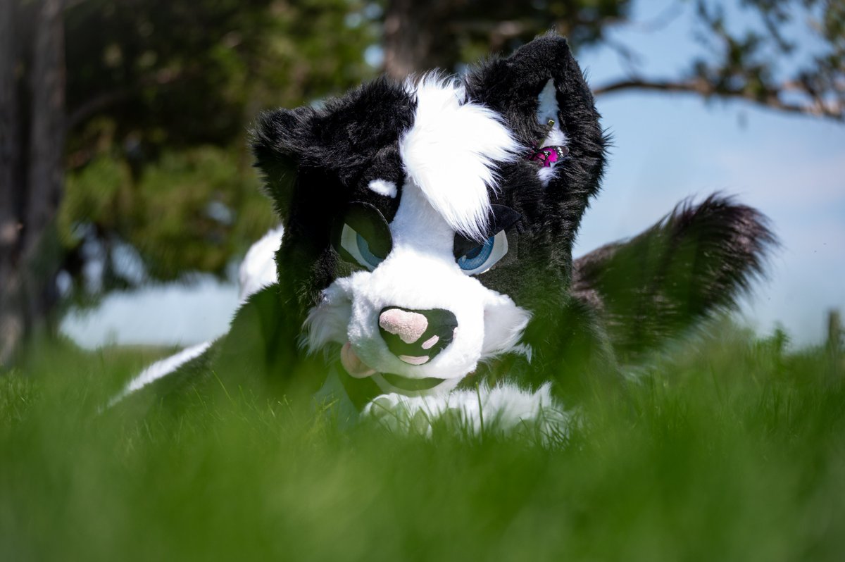 CCoyote0's tweet photo. Hey there cutie... Yes I'm looking at you XD 📸 @ meeeee
#furryart
#FursuitEverday 
#furryphotography 
#furry #fursuiting https://t.co/rUYgFbFnhx