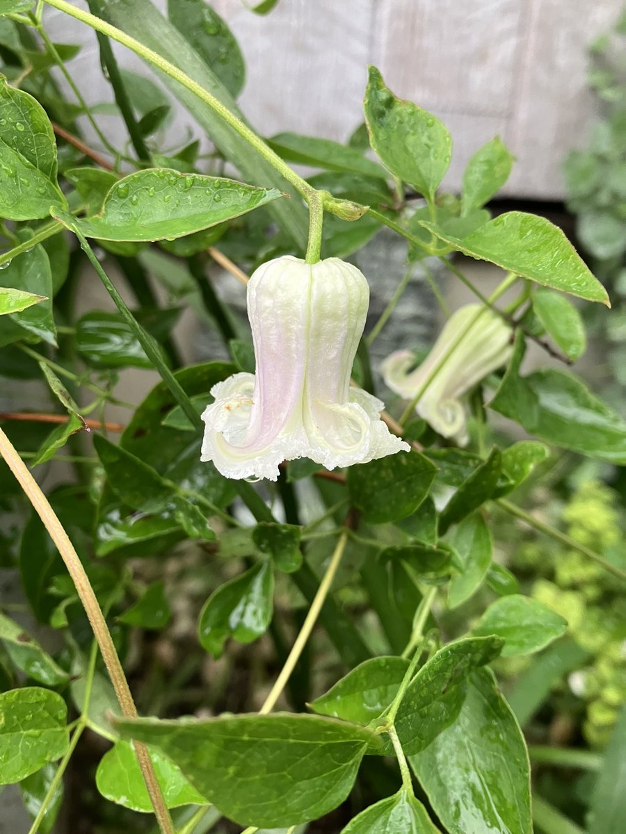 rainbow_seed's tweet photo. 近所のパン屋さんの花壇…
おとぎ話や絵本に出てきそうな雰囲気☺️

#花壇
#おとぎ話
#絵本 https://t.co/ZDWEN9yRFy