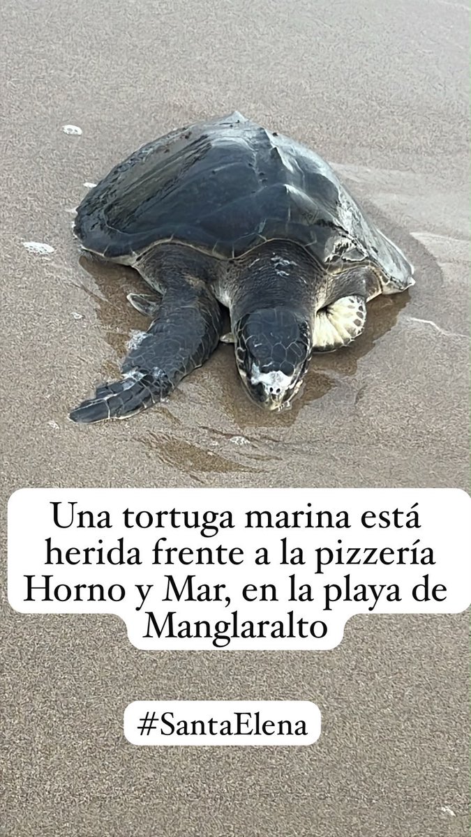 BitacoraEc's tweet photo. #SantaElena #Manglaralto #TortugaMarina
Una tortuga marina herida  frente a la pizzería Horno y Mar, en la playa de Manglaralto. @EcuadorMAE @MAE_Zonal5 @JuanCarlos_Blum muchos talleres, cientos de consultorías, pero en el territorio no aparece el MAE.  Hasta por escrito fueron avisados…