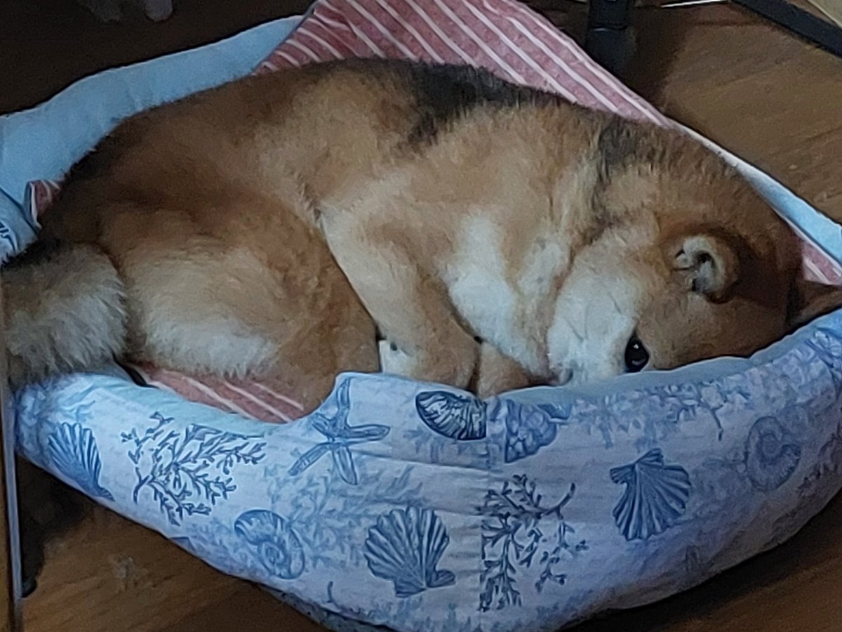 tt1192296tt's tweet photo. 片目で監視してくる怠惰な豆柴

#豆柴　#柴犬　#shiba https://t.co/FCxL4YuID9