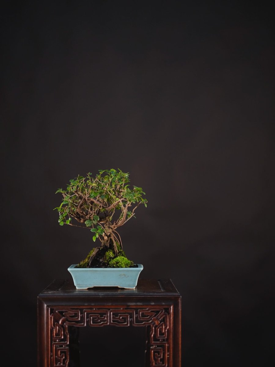 herons_bonsai's tweet photo. https://t.co/E8v0htDMRn