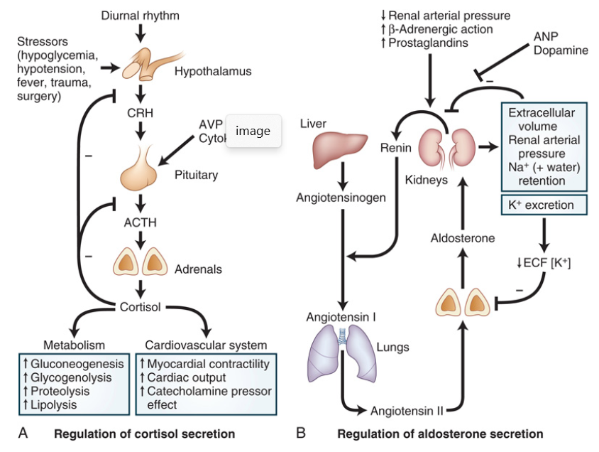 endocrinenerd's tweet photo. Corticosteroids are a powerful duo. Glucocorticoids (e.g cortisol) regulate metabolism and suppress inflammation whilst mineralocorticoids (e.g aldosterone) maintain electrolyte and fluid balance. Both are essential for the body’s stress response! https://t.co/x8l1NFMPj2